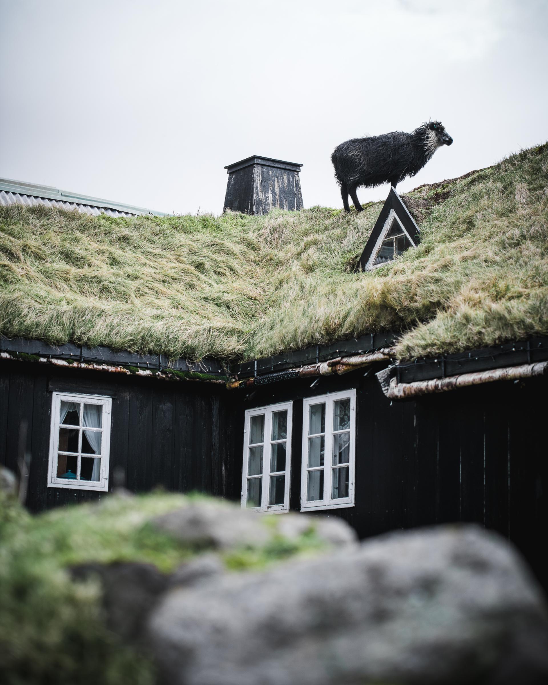 Faroese sheep on a grass roofed house in the Faroe Islands